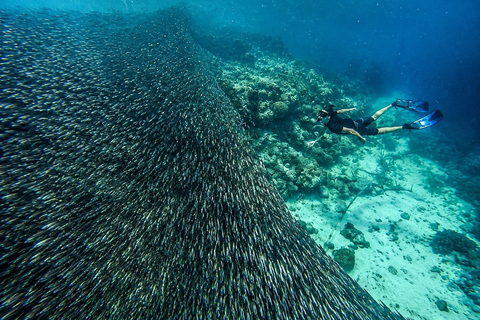 Cebu: 2-Day Camping, Kawasan & Moalboal Adventure
