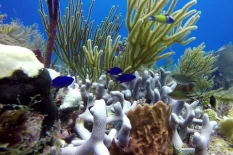 Inolvidable aventura de snorkel en la Isla Catalina