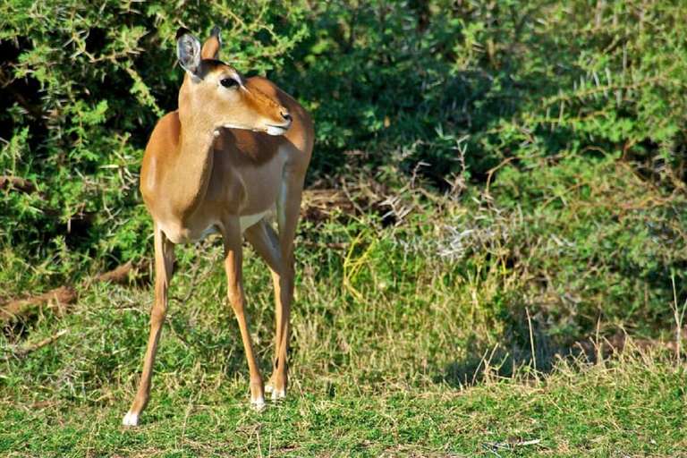 Tsavo East National Park: 3-Day Safari with Accommodation