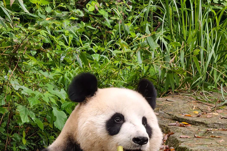 Nanjing: Hongshan Forest Zoo and Giant Panda Sanctuary