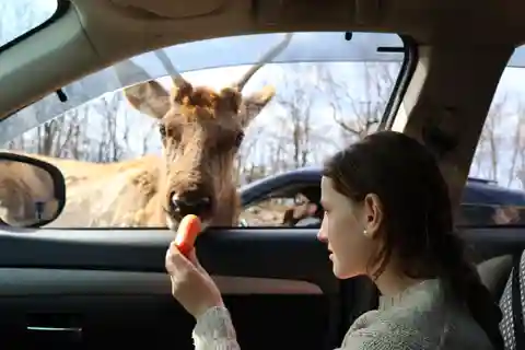 From Montreal: Omega Park Wildlife Safari Calling Sounds