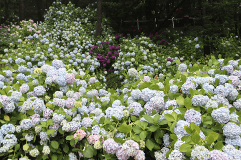 Busan: Taejongdae, crucero aéreo, pueblo y playa de GamcheonExcursión en grupo, encuentro en la estación de Seomyeon