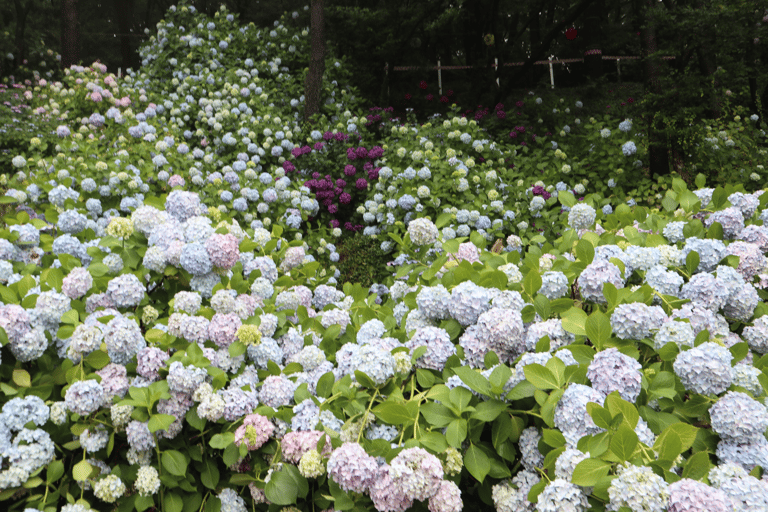 Busan: Taejongdae, crucero aéreo, pueblo y playa de GamcheonExcursión en grupo, encuentro en la estación de Seomyeon