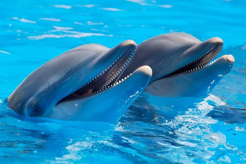 Alanya: Sealanya Dolphinpark Dolphin Show Tour