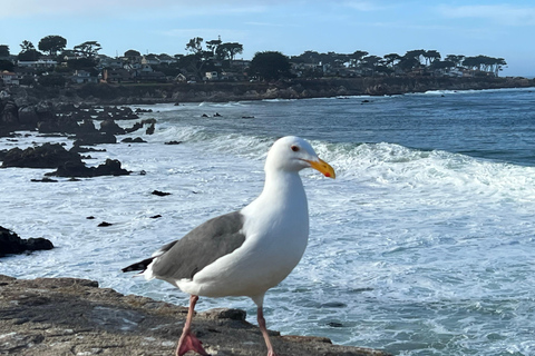 Från San Francisco: Privat rundtur i Carmel, Monterey och Big Sur