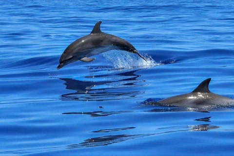 Observation des dauphins