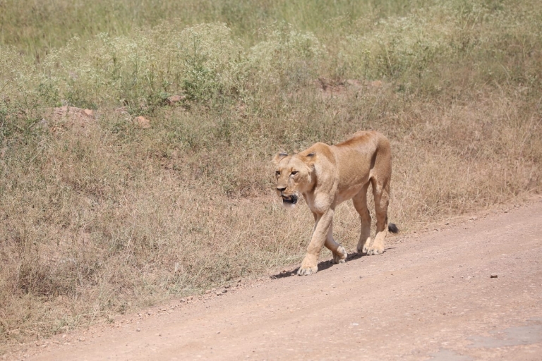 Visite guidée du parc national de Nairobi en van