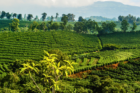 San José: Poás Volcano, Coffee Farm, & Blue Falls Tour