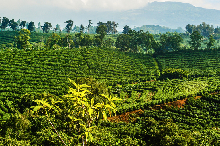 San José: Poás Volcano, Coffee Farm, & Blue Falls Tour