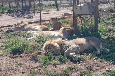 Kaapstad: Aquila big five safari met vervoer &amp; lunch