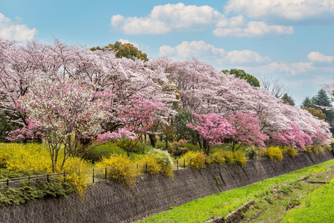 Tokyo Cherry Blossom Tour: Showa Kinen, Rikugien & Asukayama Cherry Blossom Group Tour with Shinjuku Meeting Point