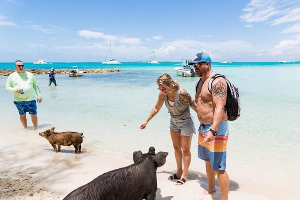 Iala Rosa Nada con cerdos famosos en la Isla Rosa | GetYourGuide
