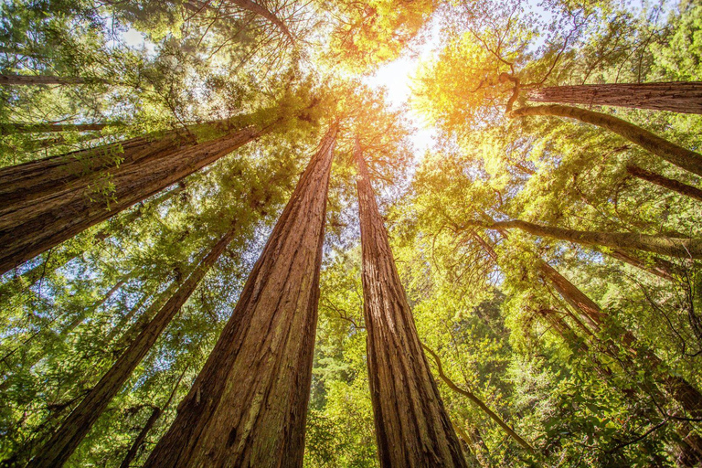 San Francisco: Muir Woods & Sausalito Private Tour