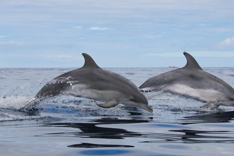 Terceira Island : Whale and Dolphin Watching boat excursion Whale and Dolphin Watching Tour in Terceira Island