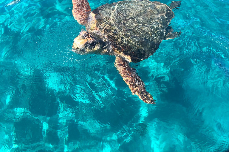 License Free Boat Rental to Turtle Island & Keri Caves