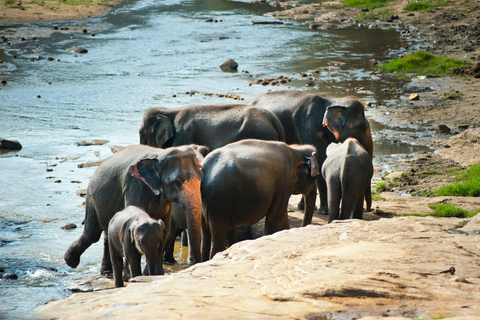 Sri Lanka 10-dniowa wycieczka po trójkącie kulturowym + 5-gwiazdkowe zakwaterowanie