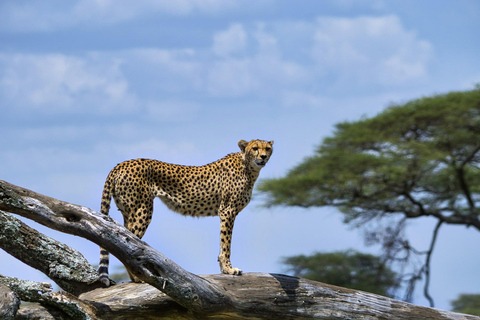 Serengeti to Ngorongoro: Intimate 3-Day Safari Serengeti to Crater: 3-Day Private Story of Timeless Africa