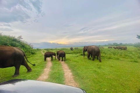 Desde Ella - Safari privado al Parque Nacional de Udawalawe
