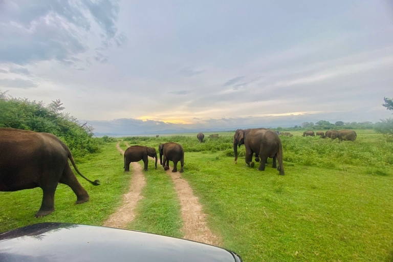 Z Elli – prywatne safari w Parku Narodowym Udawalawe