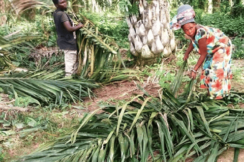 Ssese Islands 4-Day Cultural Tour and beer-making experience
