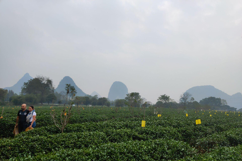 Guilin: Privat tur till vassflöjtsgrottan och teplantagenAvresa från hotell i Guilin