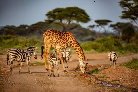 Nairobi :Amboseli National Park Game Drive Tour