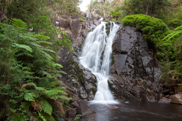 Från Melbourne: Lake Mountain snö tur