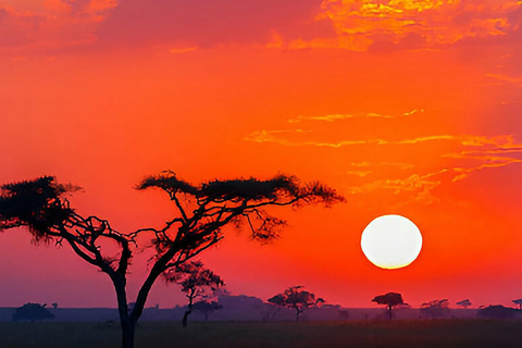 Safari de 3 días por el Serengueti y Ngorongoro desde Nairobi