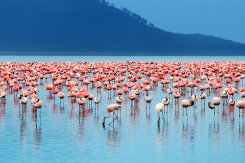 Nakuru National Park Day Trip