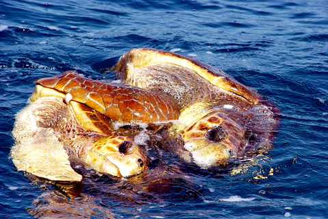 Guided Turtle Watching Experience In Sal
