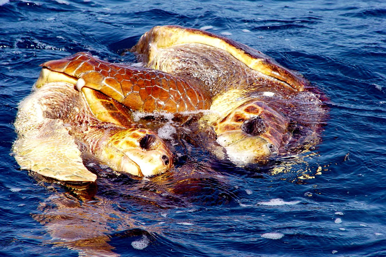 Guided Turtle Watching Experience In Sal