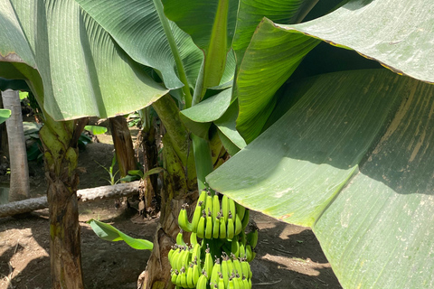 Salalah City Tour: Mosque, Al Gharif Project and Royal Farm