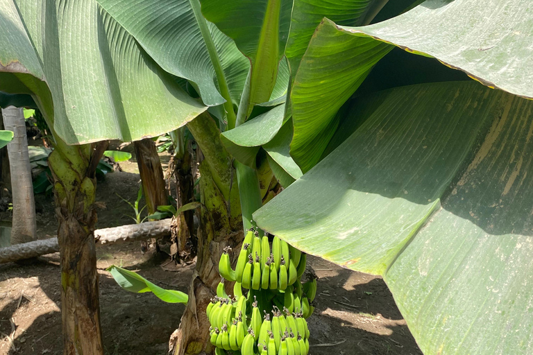 Salalah City Tour: Mosque, Al Gharif Project and Royal Farm