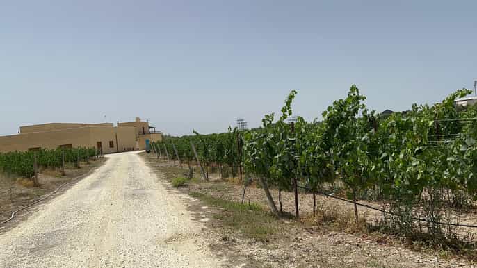Vino con uva maltese TOUR IN PORTOGHESE