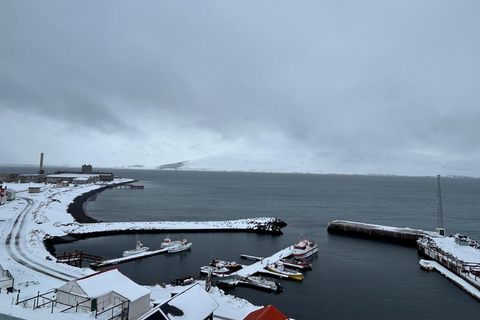 Whale Watching from Akureyri Cruise Port (Pickup included)