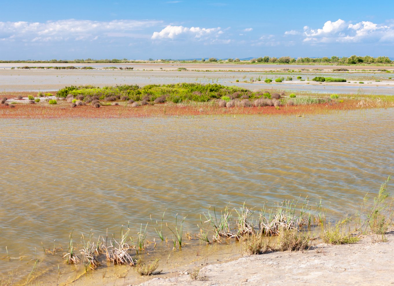 Fra Arles: Halvdags 4x4-safari i Camargue