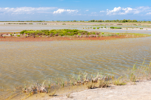 Depuis Arles : safari en Camargue d'une demi-journée en 4x4