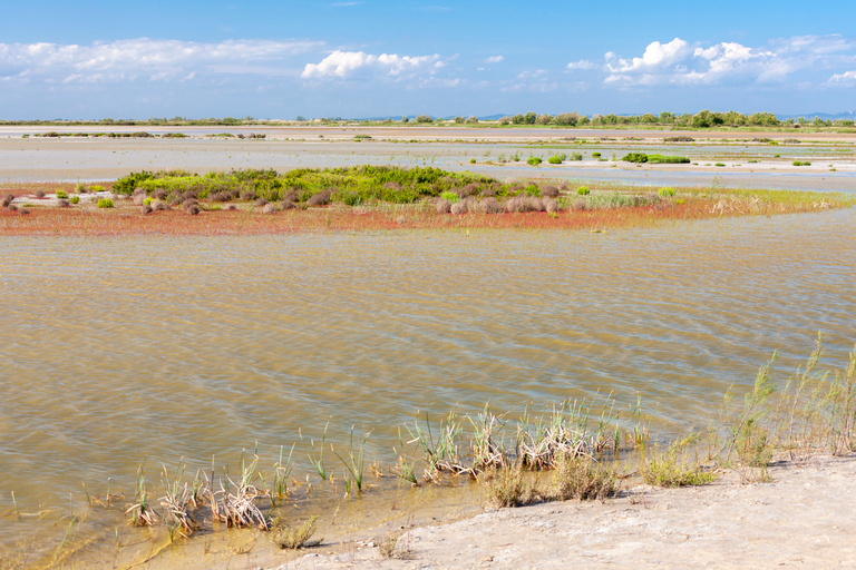 Ab Arles: Halbtägige Allrad-Safari in Camargue