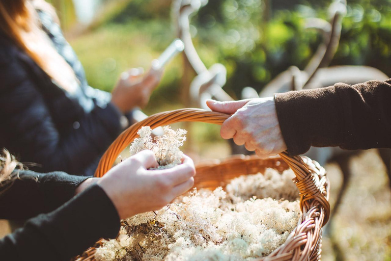 Rovaniemi: Meet and Feed Reindeer