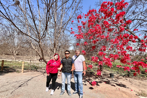 De Ica ou Huacachina: Pisco, vinho e buggy ao pôr do sol