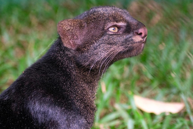 San Jose: Night Guided Wildlife Walk at Wildlife Sanctuary