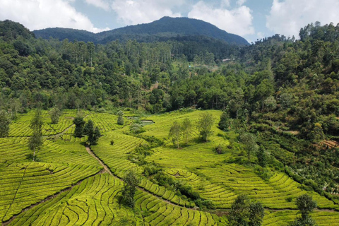 Bandung;White Crater,Hot Springs,Tea n strawberry plantation