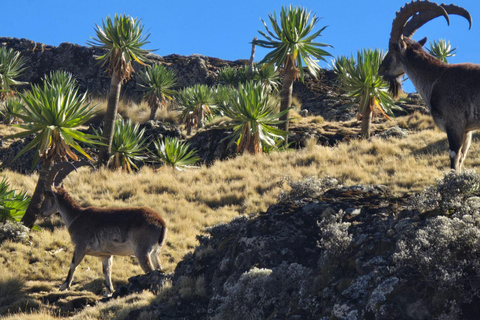 10 Days Northern Ethiopia’s Cultural & Geological Wonders