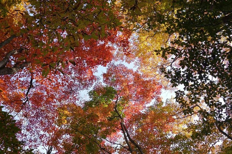 Luxury Nikko Gateway;Private Guided tour