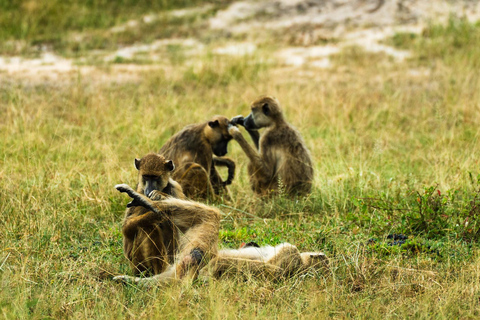 Von Sansibar aus: Selous G.R. Safari mit Übernachtung und Flügengemeinsame Safari