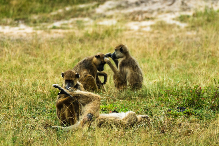 Vanuit Zanzibar: Selous G.R. safari met overnachting en vluchtengedeelde safari