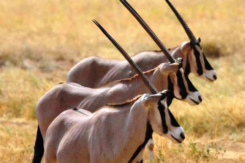 Von Addis Abeba: Tagestour zum Awash-Nationalpark