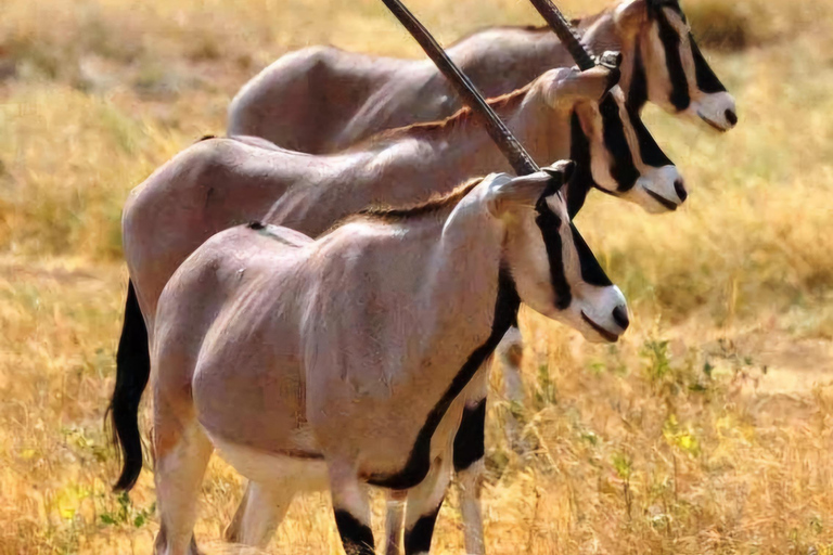 Von Addis Abeba: Tagestour zum Awash-Nationalpark