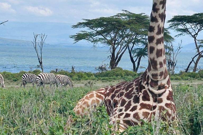 From Nairobi: Lake Naivasha, & Crescent Island Tour