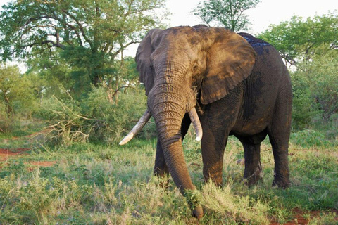 Tsavo East National Park Day Tour From Mombasa 2 Days Tsavo East & Ngutuni Sanctuary From Mombasa/Diani